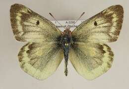 Image of Mountain Clouded Yellow