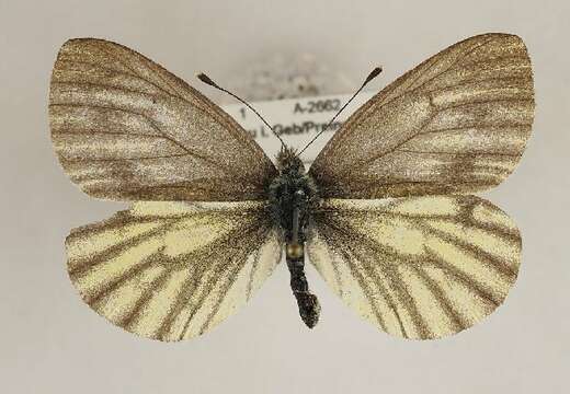 Image de Pieris bryoniae (Hübner (1806))