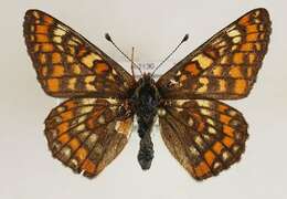 Image of <i>Euphydryas maturna</i>