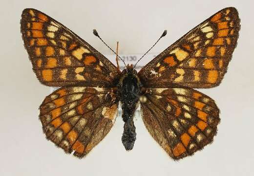 Image de <i>Euphydryas maturna</i>