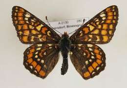 Image de <i>Euphydryas maturna</i>