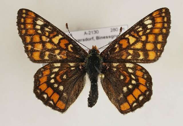 Image de <i>Euphydryas maturna</i>