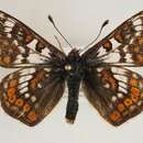 <i>Euphydryas cynthia</i> resmi