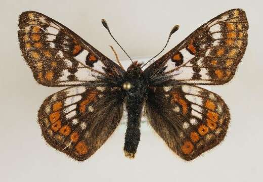 <i>Euphydryas cynthia</i>的圖片