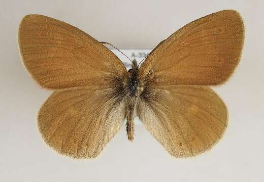 Image of Common Ringlet