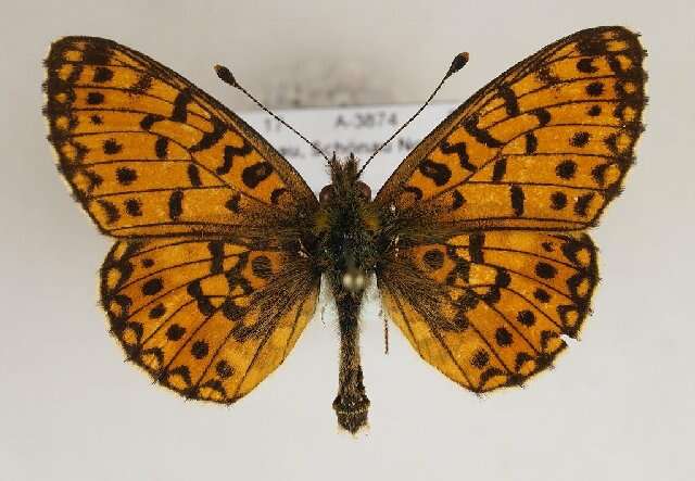 Image of Silver-bordered Fritillary