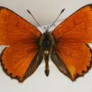 Image of <i>Lycaena virgaureae</i>