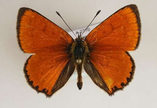 Image of <i>Lycaena virgaureae</i>