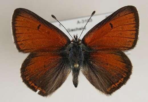 Image of <i>Lycaena hippothoe</i>