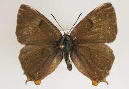 Image of Brown Hairstreak