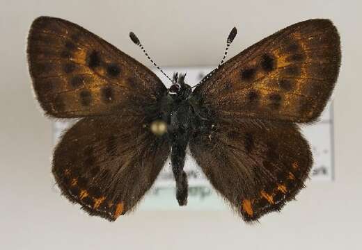 Image of <i>Lycaena helle</i>