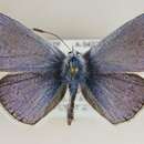 Imagem de <i>Polyommatus thersites</i>