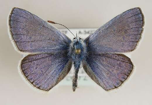 Imagem de <i>Polyommatus thersites</i>