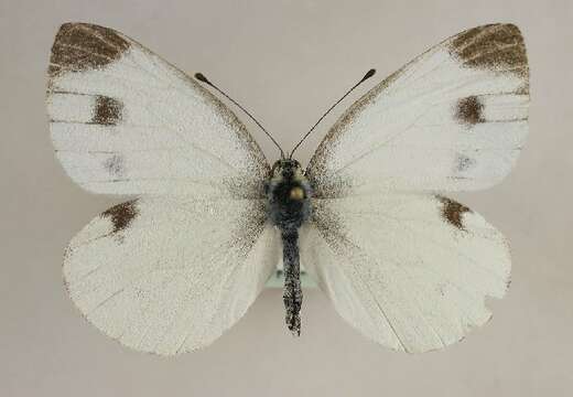 Image of Southern Small White