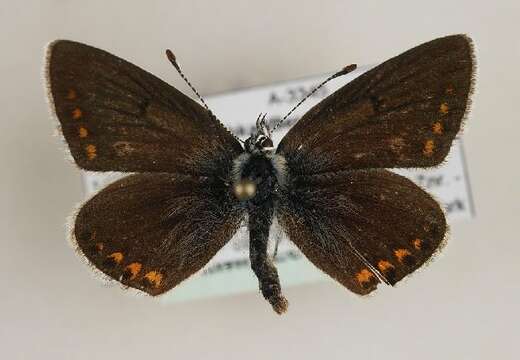 Image of brown argus