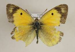 Image of Eastern Pale Clouded Yellow