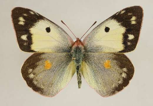 Image of clouded yellow