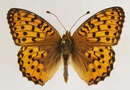 Image of Argynnis aglaja