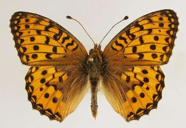 Image of Argynnis aglaja