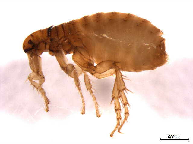 Ctenocephalides resmi