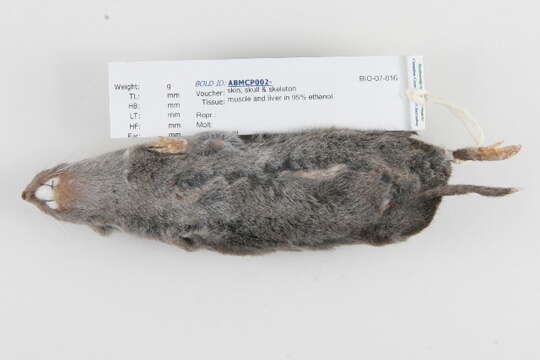 Image of American short-tailed shrew