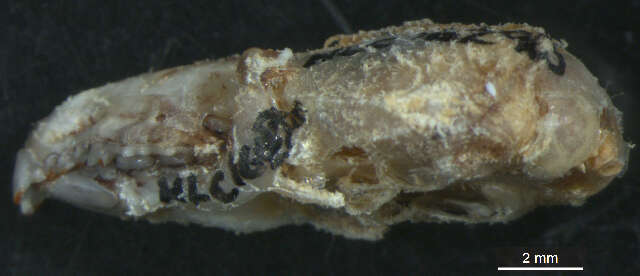 Image of American Pygmy Shrew