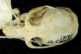 Image of rodents