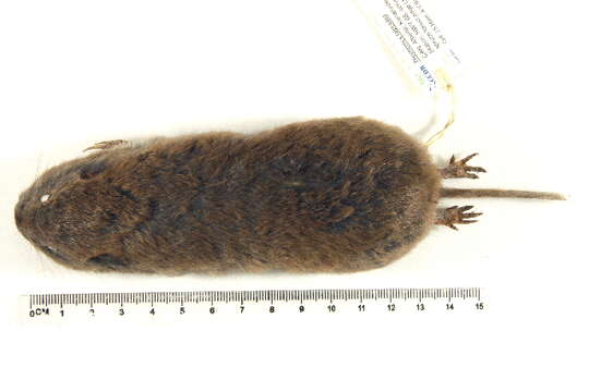 Image of Northern Pocket Gopher