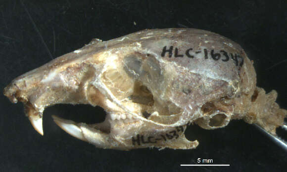 Image de Peromyscus maniculatus (Wagner 1845)