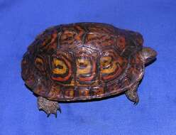 Image of Central American wood turtle