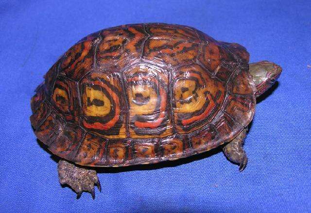 Image of Central American wood turtle