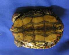 Image of Central American wood turtle