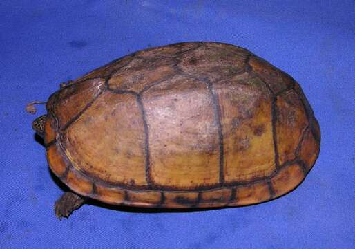 Image of mud turtle