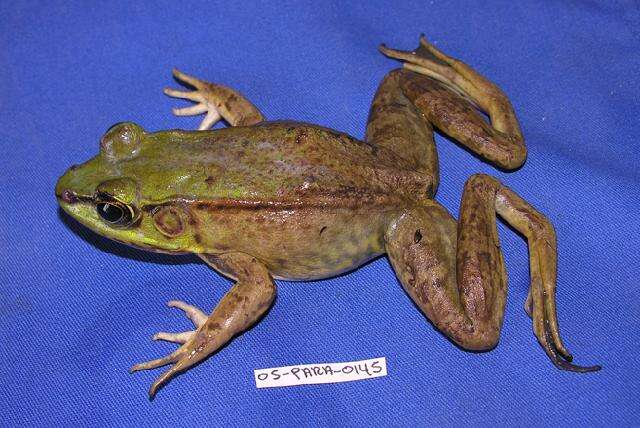 Image of Common Marsh-Frog