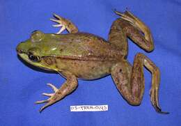 Image of Common Marsh-Frog