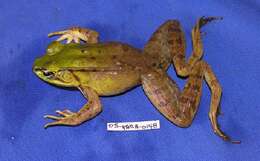 Image of Common Marsh-Frog