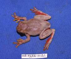 Image of hylid frogs