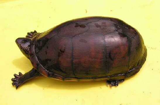 Image of White-lipped mud turtle