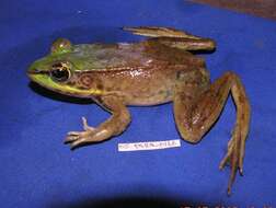 Image of Common Marsh-Frog