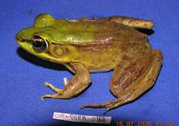 Image of Common Marsh-Frog