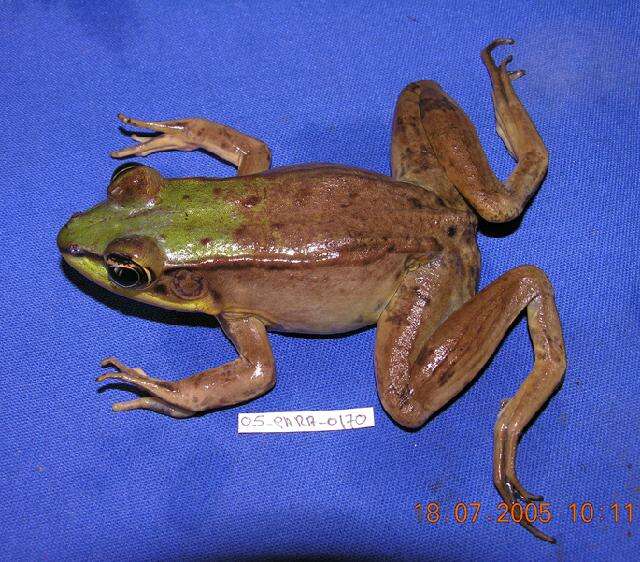 Image of Common Marsh-Frog