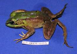 Image of Common Marsh-Frog