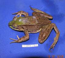 Image of Common Marsh-Frog