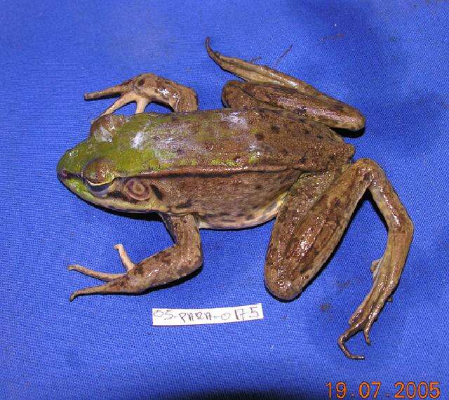 Image of Common Marsh-Frog