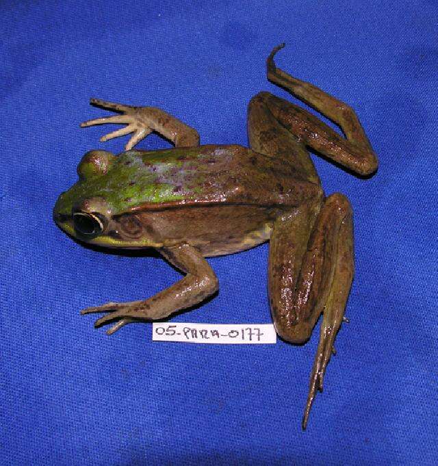 Image of Common Marsh-Frog