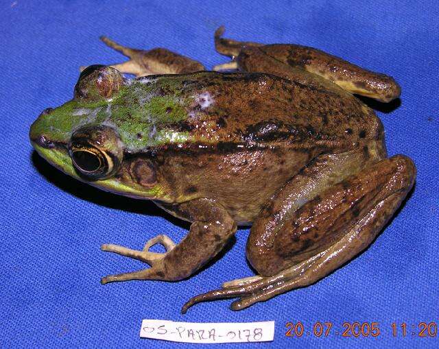 Image of Common Marsh-Frog