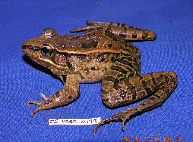 Image of Forrer's Grass Frog