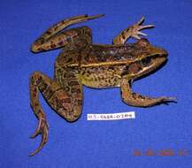 Image of Forrer's Grass Frog