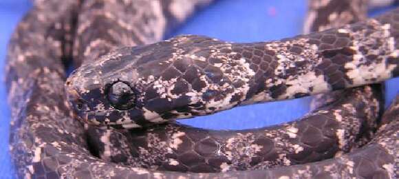 Image of Cloudy Snail-eating Snake