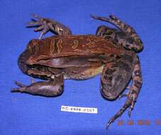 Image of Slender-fingered Bladder Frog